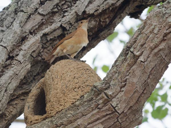 Rosse ovenvogel (Furnarius rufus)